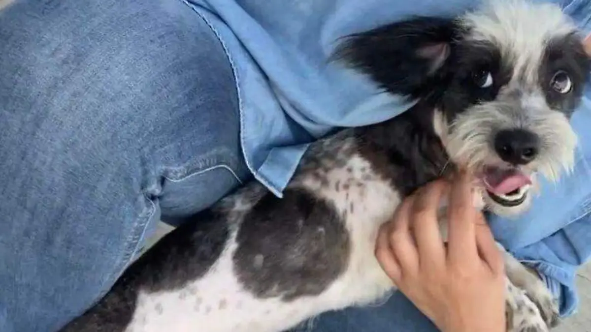 Peluchín, el perro que encontró un nuevo hogar tras ser adoptado 